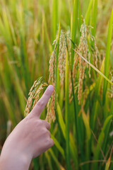 A farmer inspects golden rice stalks in a sunlit field, symbolizing ripeness and the harvest season...