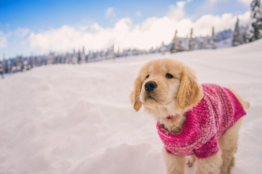Golden retriever puppy wearing a pink knitted sweater playing in the fresh snow in a rural winter landscape, USA