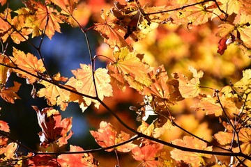 autumn leaves background