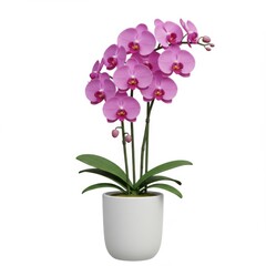 Fototapeta premium Pink Phalaenopsis Orchid Bloom in White Pot Isolated on Clean Background