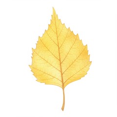 Fototapeta premium Isolated Bright Yellow Birch Leaf with Detailed Veins on a White Background