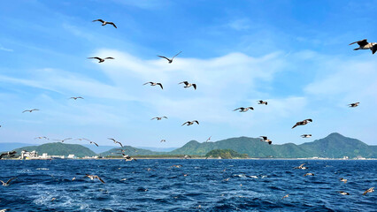 遊覧船に集まるカモメの群れ 静岡県沼津市 駿河湾