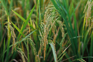 A scenic view of mature rice fields or scattered grain, capturing the essence of harvest, cultural heritage, and rural simplicity — ideal for farming and traditional life concepts.