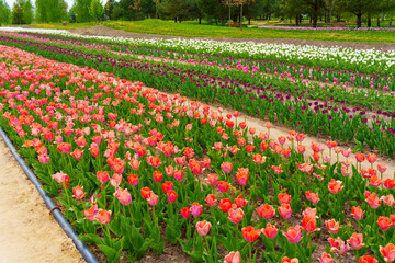 Vibrant Tulip Fields in Full Bloom Under Clear Blue Sky
