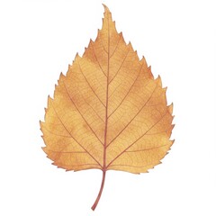 Fototapeta premium Single Golden Birch Leaf on White Background