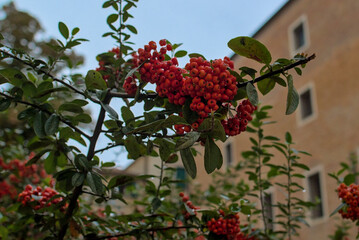 Red berries hang in tight bunches, glowing among deep green leaves. Raindrops cling softly to the foliage, hinting at recent showers. A beige building rises behind the vivid plant life.