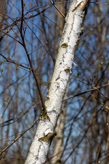 Birch in the forest. Close-up. Sunny day in April.