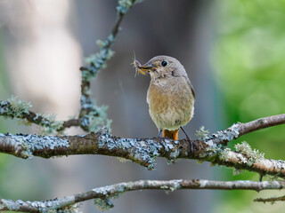 Female Common Redstart with insect prey on lichen-covered branch