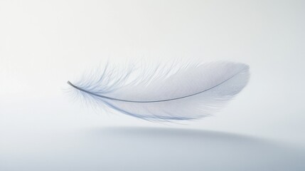 Obraz premium Delicate feather floats gently against a seamless soft gray backdrop, evoking feelings of lightness and graceful movement