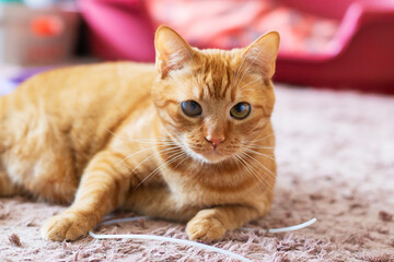 An orange cat is resting on a carpet and looking at the camera