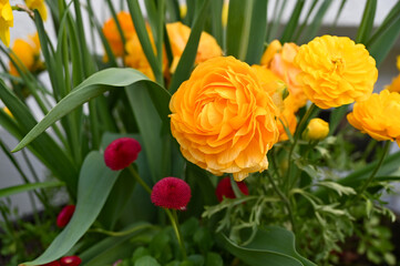 beautiful yellow ranunculus and other spring flowers on a fine April day in Bregenz, Austria