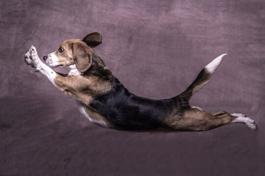 Close-up side view of a dog leaping in front of a purple background