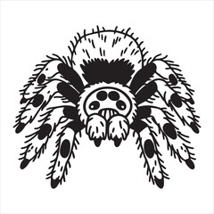 Tarantula Crawling in Habitat with Dramatic Lighting