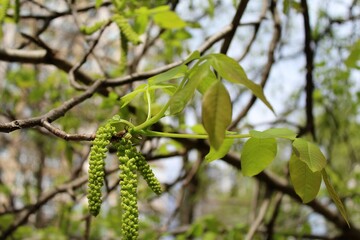 green leaves in spring