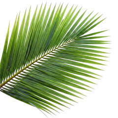 Obraz premium High-resolution close-up of a green coconut tree leaf with visible fine texture, isolated on a transparent background. Ideal for tropical, botanical, or design uses.