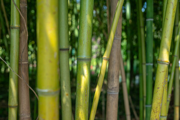Fototapeta premium Une forêt de bambou dans un jardin