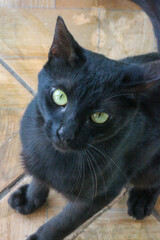 gatinho, animais, animal de estimação, gatinho, bonito, felina, doméstico, pele, olho, retrato,...