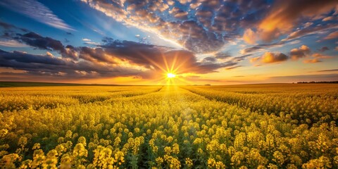 Vibrant Yellow Canola Field at Sunset, Rule of Thirds Composition