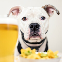 Obraz premium white dog with black spots gazing attentively at the viewer beside a bowl of tortilla chips and beer