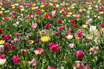 Field of colorful bright tulips of different varieties. Bright flowers with selective focus. Nature background. Spring background. Tulips close-up. Field of blooming tulips in spring