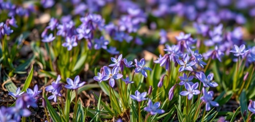 Obraz premium Delicate Scilla luciliae blossoms carpet the ground in vibrant early spring hues, outdoor, natural background