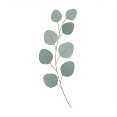 Eucalyptus Branch Illustration Soft Green Leaves