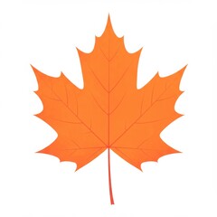 Fototapeta premium Detailed Orange Maple Leaf Illustration on White