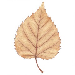 Fototapeta premium Detailed Beige and Brown Dried Leaf on White Background