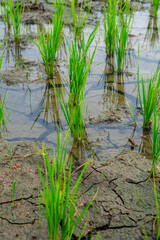 Young rice plants growing in a flooded paddy field, symbolizing early stages of agriculture, sustainability, and food security. Fresh green shoots reflect traditional farming methods.