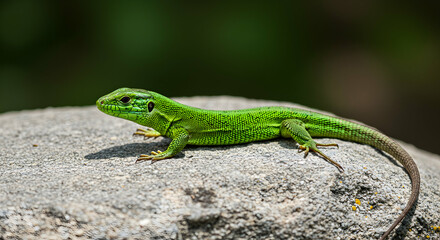 Fototapeta premium Green Lizard on Gray Rock in Natural Habitat With Blurred Background