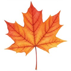 Obraz premium Detailed Orange and Red Autumn Maple Leaf Illustration