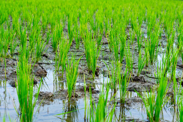 Young rice plants growing in a flooded paddy field, symbolizing early stages of agriculture, sustainability, and food security. Fresh green shoots reflect traditional farming methods.