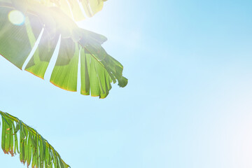 Palm tree leaves banana. Abstract view of palm tree leaves banana against backdrop of sunny blue sky and glare. Vacation and Travel Concept. Place for text. Element for design background. © kasia2003