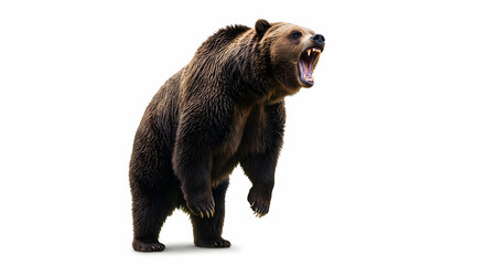 Obraz premium Aggressive Grizzly Bear Roaring with Open Mouth on White Background