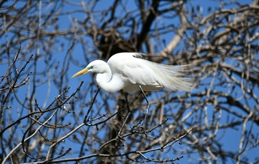 great egret; white egret 
