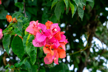 Close-up of vibrant pink and orange bougainvillea flowers blooming against a lush green background, showcasing the natural elegance and tropical charm of this ornamental plant.