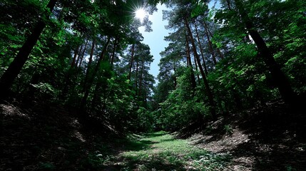 Fototapeta premium Sunlit Forest Path Lush Green Canopy with Tranquil Escape.