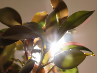 sunlit houseplant leaves displaying lush green and reddish hues