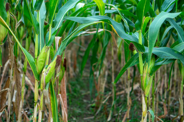 Wide view of a green cornfield showing rows of healthy maize plants with developing cobs. Ideal for themes about agriculture, organic farming, rural economy, or sustainable food production.