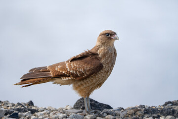 Chimango caracara in Ushuaia, Argentina, Daptrius chimango full view