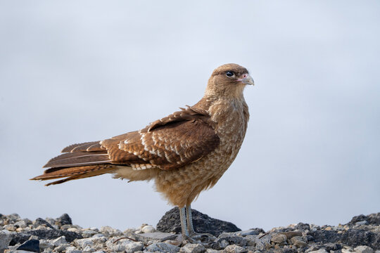 Chimango caracara in Ushuaia, Argentina, Daptrius chimango full view