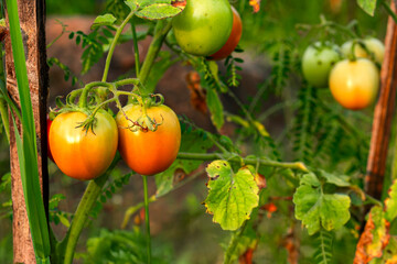 Close-up of ripe and unripe tomatoes growing on a vine in a garden. The vibrant colors and natural light highlight the freshness of organic produce in sustainable farming.