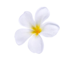 white Frangipani flower isolated on  transparent.