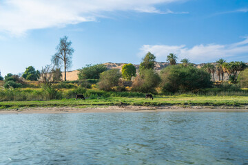 Aswan High Dam, Egypt: A scenic Nile River shore in spring, featuring cows grazing near greenery and sandy hills under a blue sky.