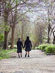 春の朝の満開の桜の公園に登校中の姉妹学生の姿