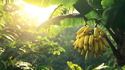 A bunch of bananas hanging from a tropical tree in a sunlit jungle