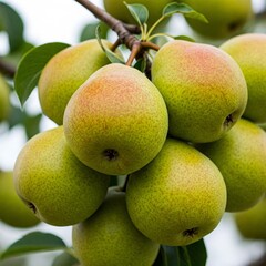 pears on the tree