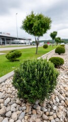 Obraz premium Ornamental garden showcases vibrant grass, thujas, and a well-designed landscape under bright sunlight, creating a serene outdoor setting