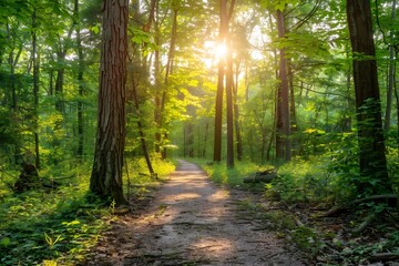 Obraz premium Sunlight Illuminates Serene Forest Path: A Tranquil Nature Walk Through Lush Greenery and Tall Trees, Offering Peaceful Solitude and Escape from Daily Life.