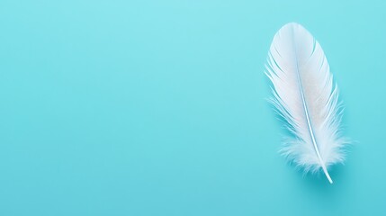 Naklejka premium A pristine white feather against a vibrant turquoise backdrop